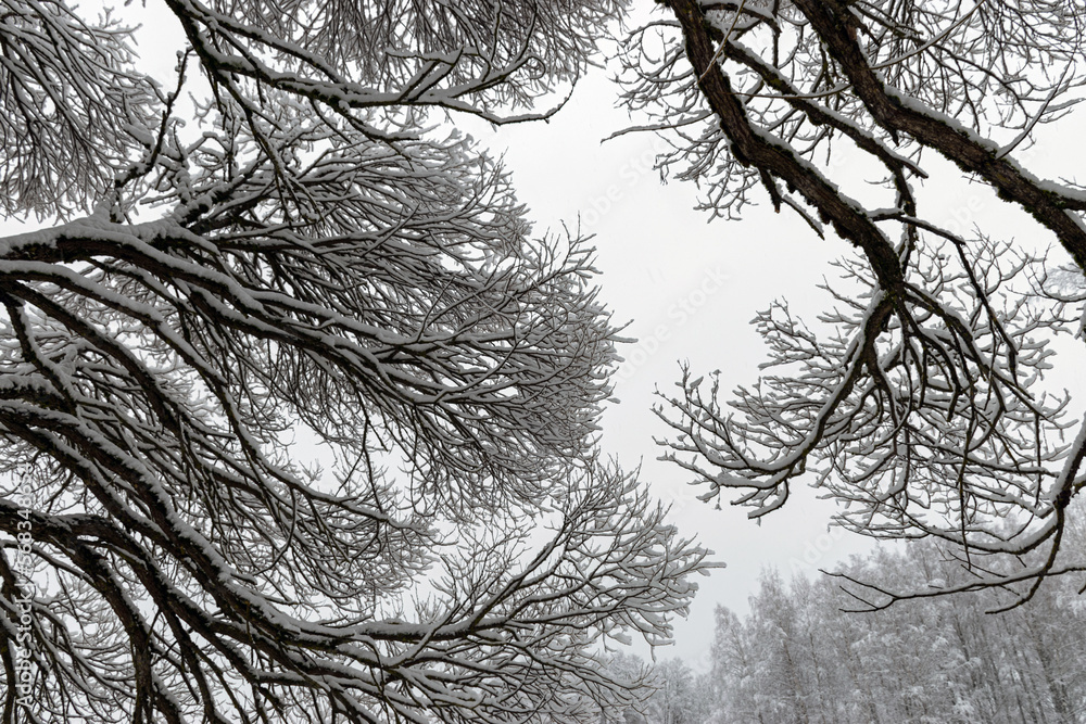 Obraz premium patterned drawings of snowy tree branches, mottled texture, winter texture, foggy and grainy snow fall background