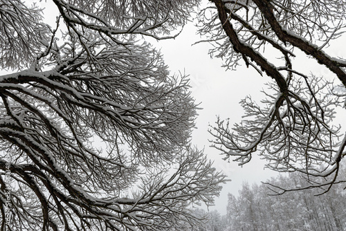 patterned drawings of snowy tree branches, mottled texture, winter texture, foggy and grainy snow fall background