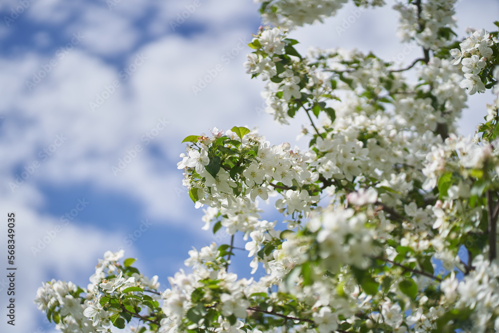 Branches of a blooming apple tree against a background of white clouds. White flowers on a tree. Petals, pistils, stamens, buds and leaves. With a space to copy. High quality photo Branches of a blooming apple tree against a background of white clouds. White flowers on a tree. Petals, pistils, stamens, buds and leaves. With a space to copy. High quality photo
