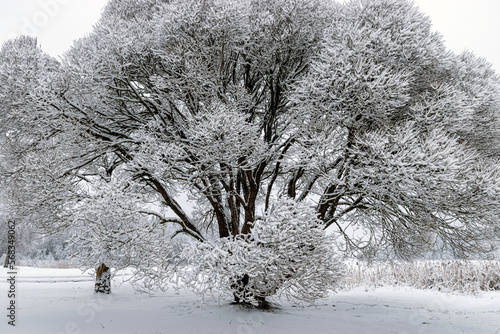 patterned drawings of snowy tree branches, mottled texture, winter texture, foggy and grainy snow fall background