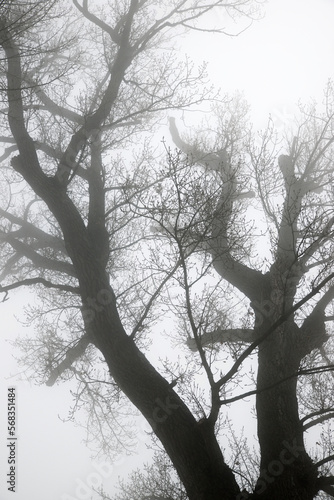 Trees between the fog, Zaragoza province in Spain.