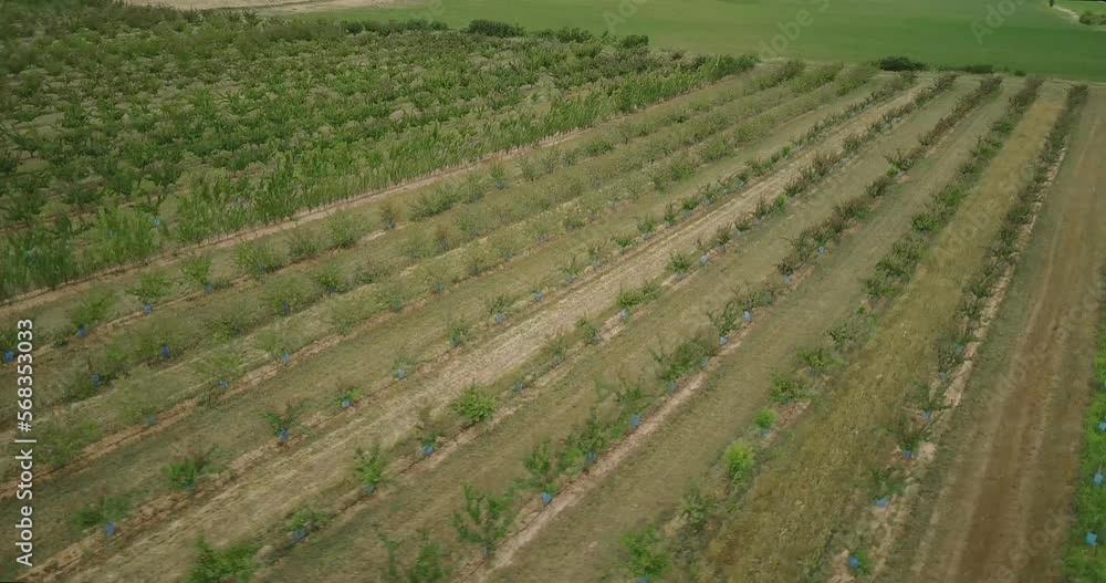 Aerial flying over a newly planted orchard, fig, apricot and peach Aerial flying over a newly planted orchard, fig, apricot and peach