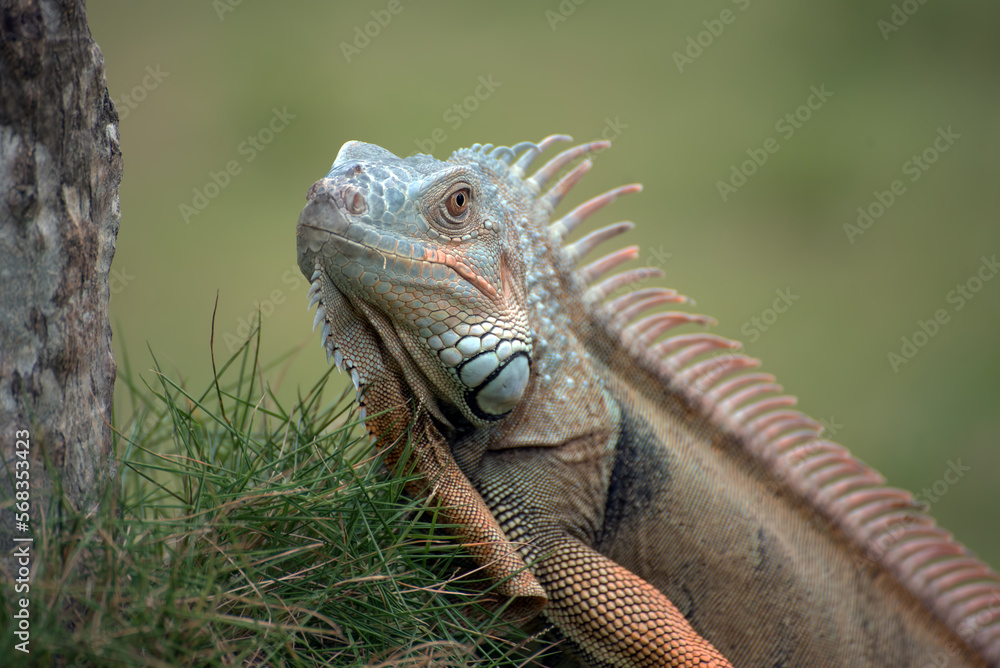 Close up portrait of a common iguana Close up portrait of a common iguana