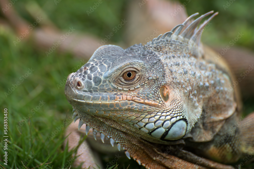 Close up portrait of a common iguana