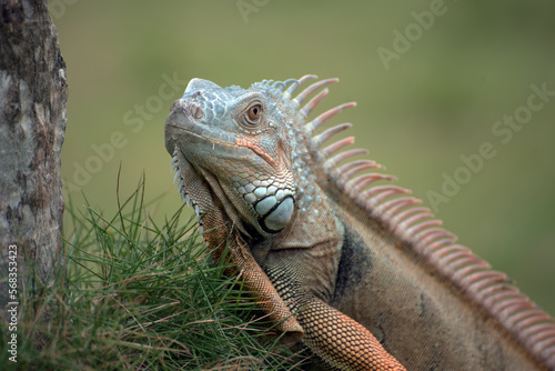Close up portrait of a common iguana