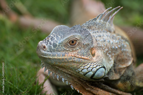 Close up portrait of a common iguana © Cavan