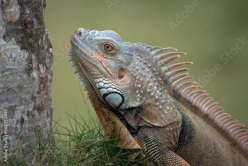 Close up portrait of a common iguana