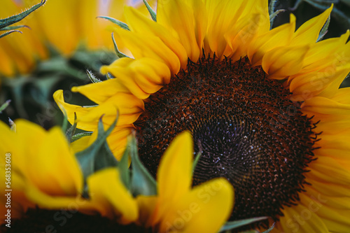 Close up of yellow petals and dark center of blooming sunflowers. photo