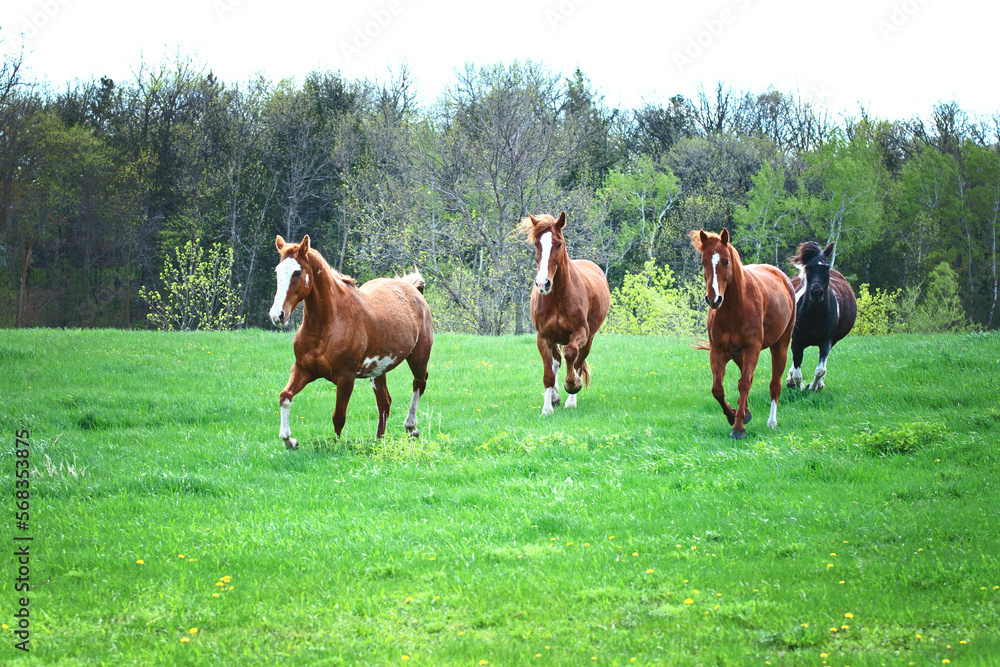 Four horses running through a meadow in spring. Four horses running through a meadow in spring.
