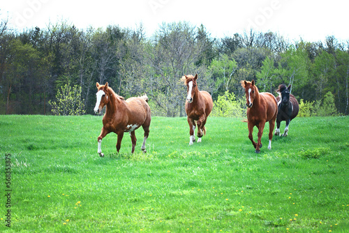 Four horses running through a meadow in spring.