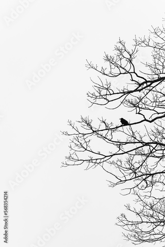 Wallpaper Mural Silhouette of bird sitting on bare branches of a tree in winter. Torontodigital.ca