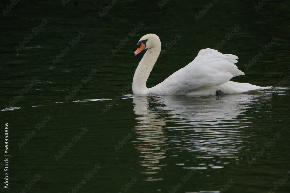 Fototapeta premium Swan 