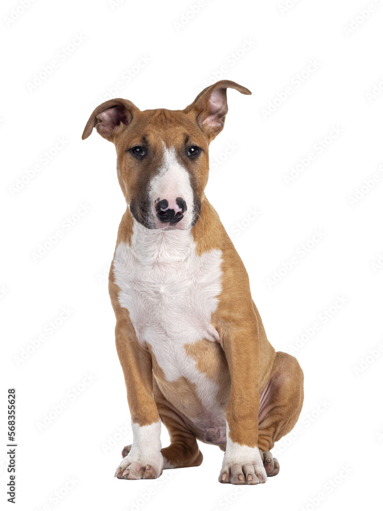 Handsome brown with white Bull Terrier dog, siting down facing front. Looking beside camera. Isolated cutout on transparent background. One ear straght, one ear up.