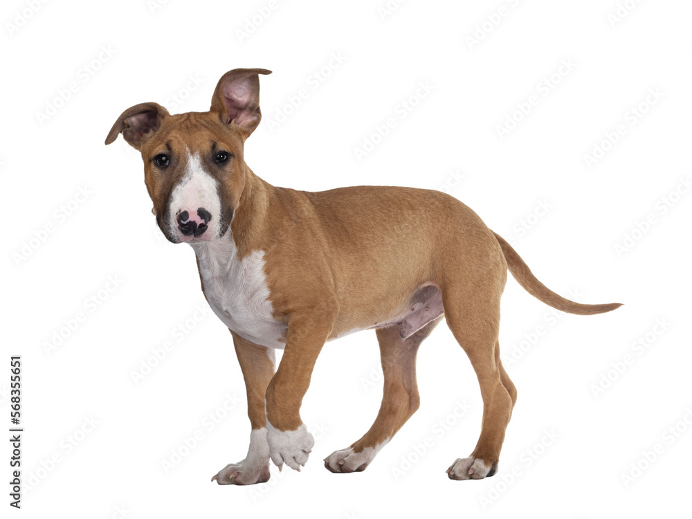 Handsome brown with white Bull Terrier dog, walking side ways. Looking straight at camera. Isolated cutout on transparent background.