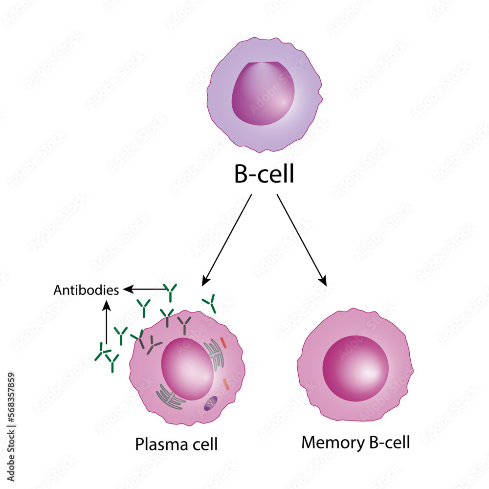 B-cell leukocytes. Plasma cell and memory B cell.  b cell differentiation, antigen stimulation of surface receptor, plasma cell producing monoclonal antibodies. Vector illustration.
 - obrazy, fototapety, plakaty 