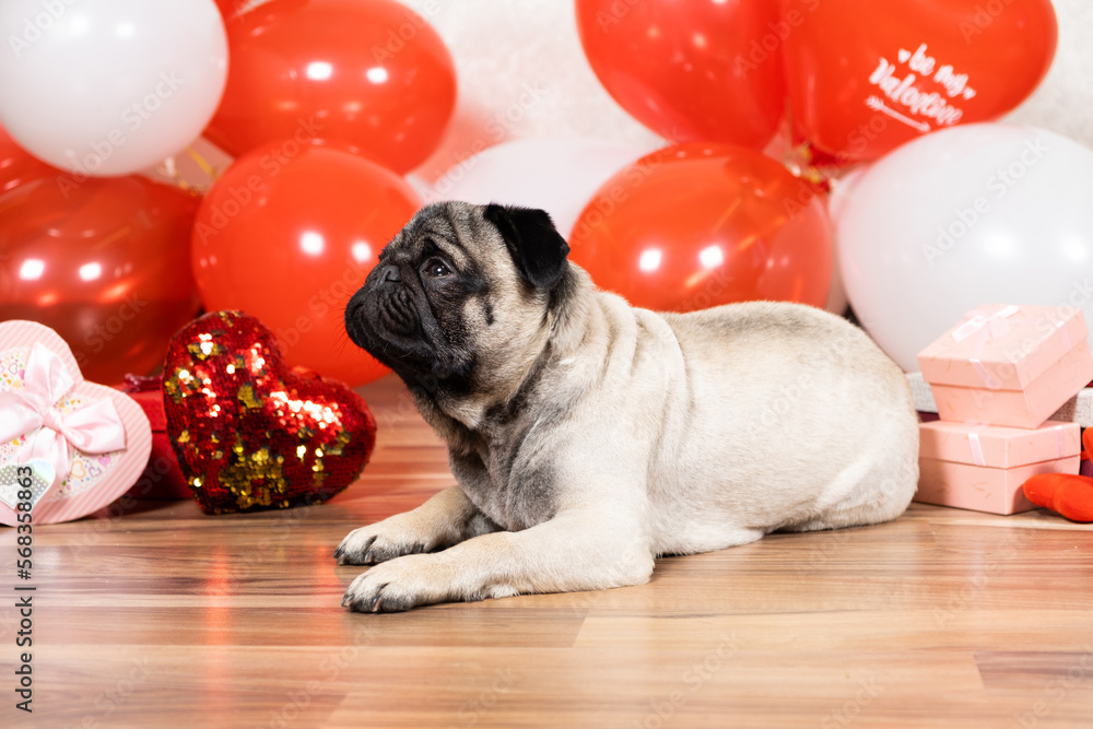 A cute pug sits among balls and hearts on Valentine's Day. Pets, dogs and their holidays