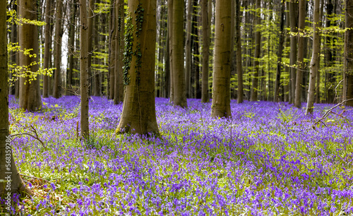 Beech trees in bluebells forest