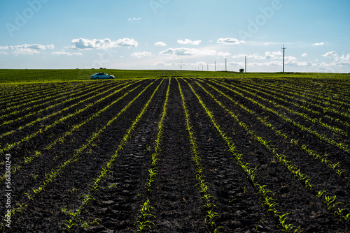 Corn seedling in fertile soil on the agricultural field with blue sky. Agriculture  healthy eating  organic food  growing  cornfield.