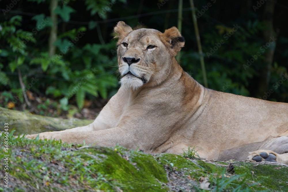 Naklejka premium lioness in the grass