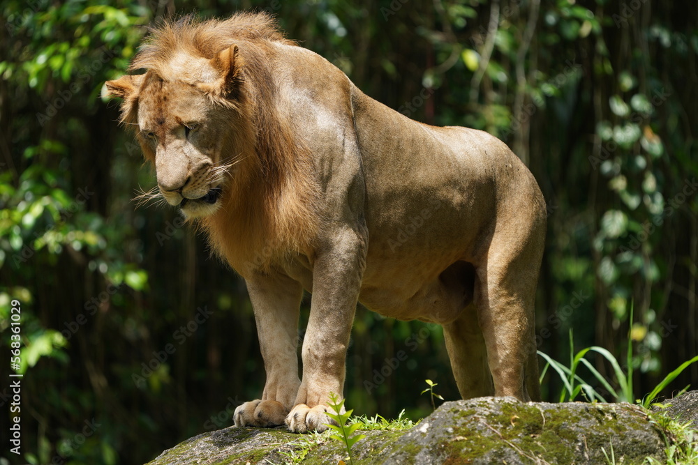 lion lion