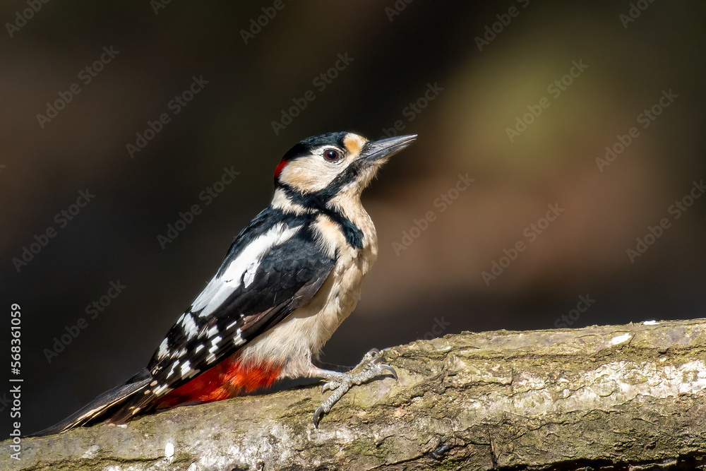 Great spotted woodpecker, Dendrocopos major perched on a tree in forest, Czech republic, Europe Great spotted woodpecker, Dendrocopos major perched on a tree in forest, Czech republic, Europe