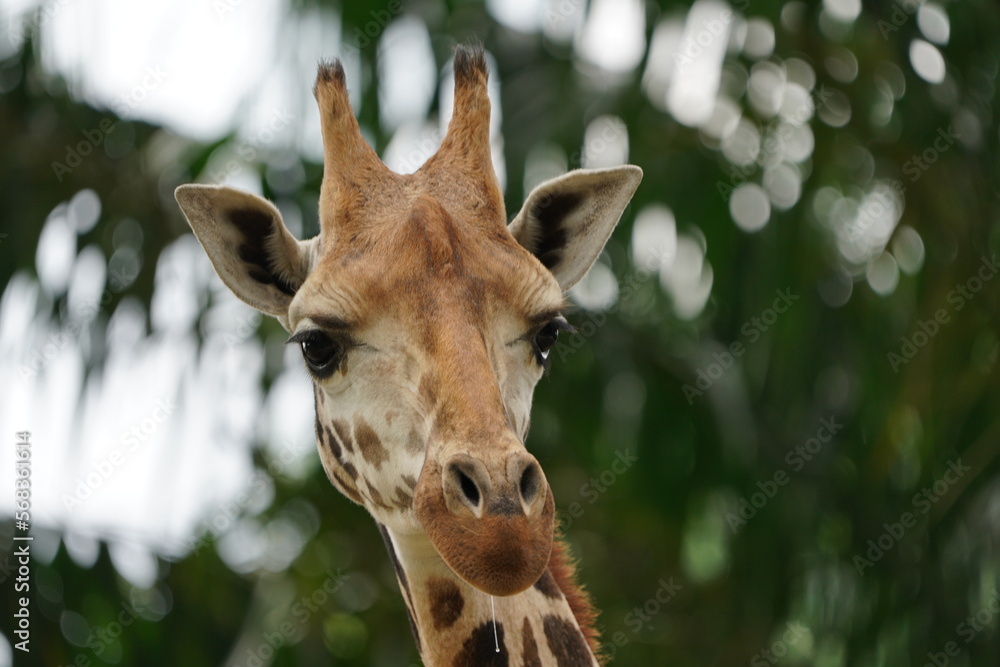 Obraz premium Giraffe Head