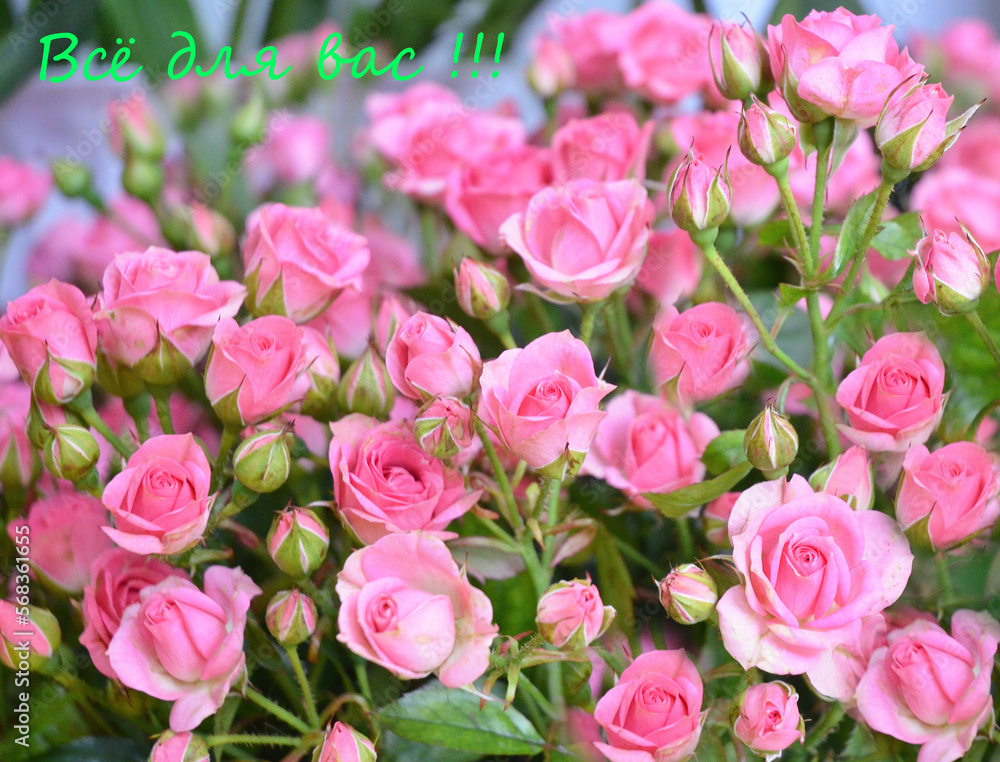 Blooming pink roses in summer in the garden. Growing roses in a greenhouse. Blooming pink roses in summer in the garden. Growing roses in a greenhouse.