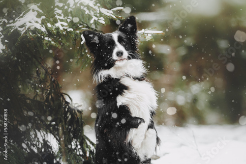 Cute border collie breed dog in winter forest