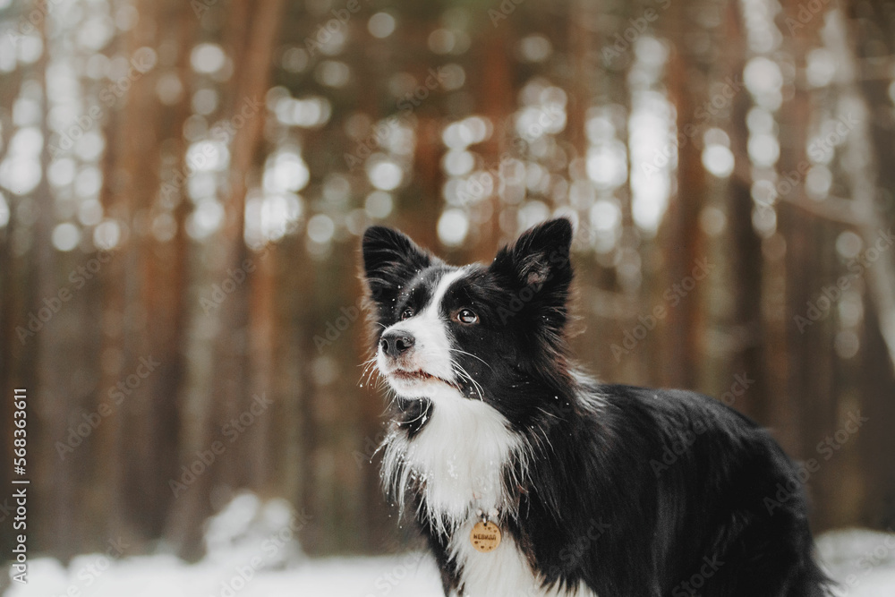Cute border collie breed dog in winter forest