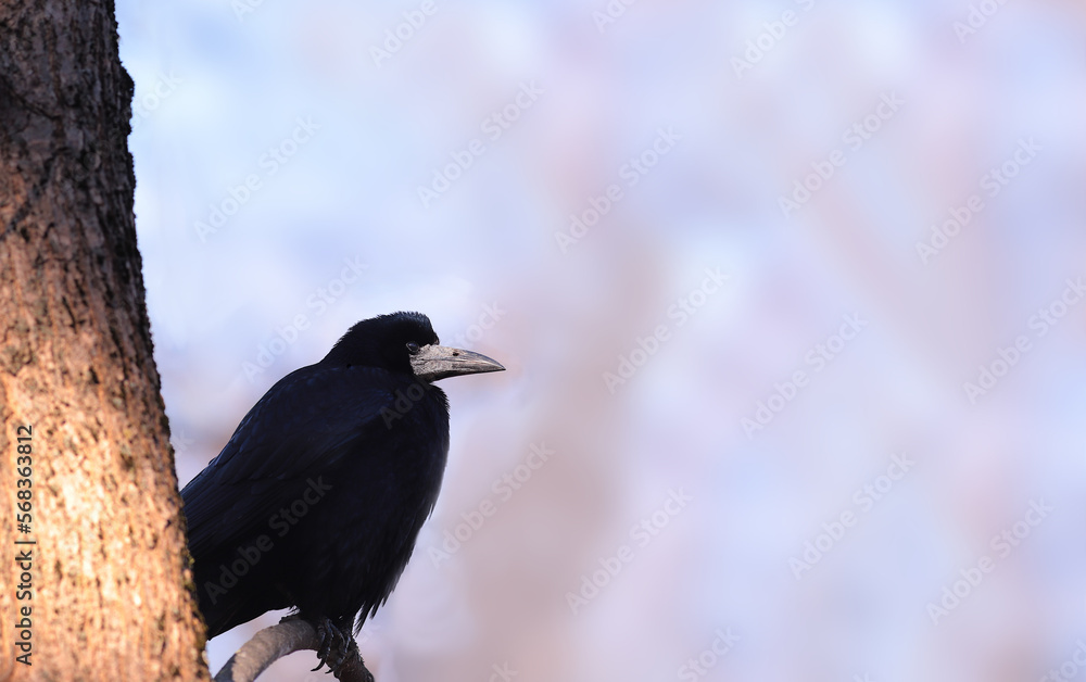 Fototapeta premium A black crow rests on a tree branch against a blue sky background.
