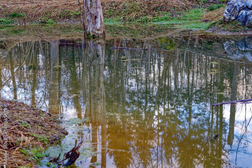 Beautiful scenic landscape in the woods with pond and reflections on a blue cloudy winter evening at City of Zürich district Schwamendingen. Photo taken February 4th, 2023, Zurich, Switzerland. Beautiful scenic landscape in the woods with pond and reflections on a blue cloudy winter evening at City of Zürich district Schwamendingen. Photo taken February 4th, 2023, Zurich, Switzerland.