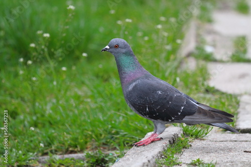 Pigeon on the grass