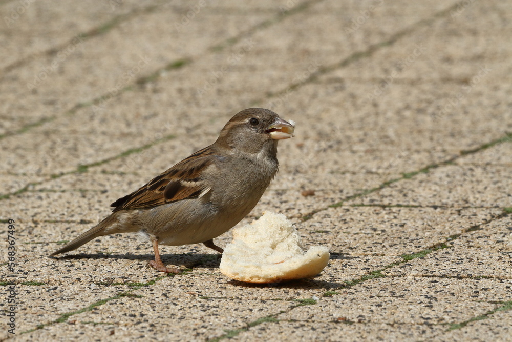 Sparrow eating some bread