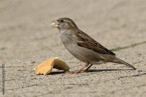 Sparrow eating some bread