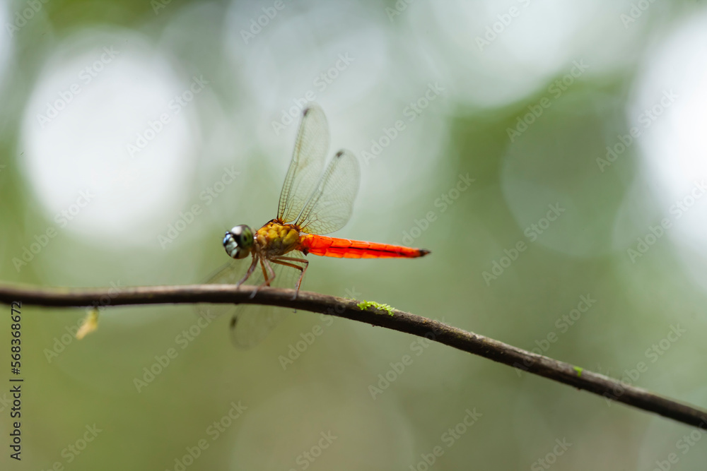 Dragonflies aka Damselflies on Unique Place Dragonflies aka Damselflies on Unique Place