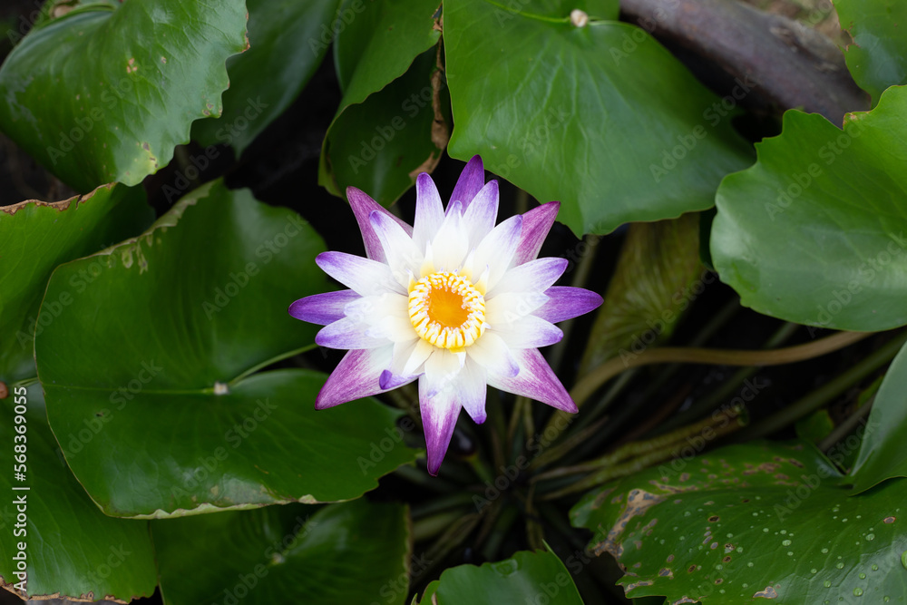 Nymphaea lotus flower with leaves, Beautiful blooming water lily Nymphaea lotus flower with leaves, Beautiful blooming water lily