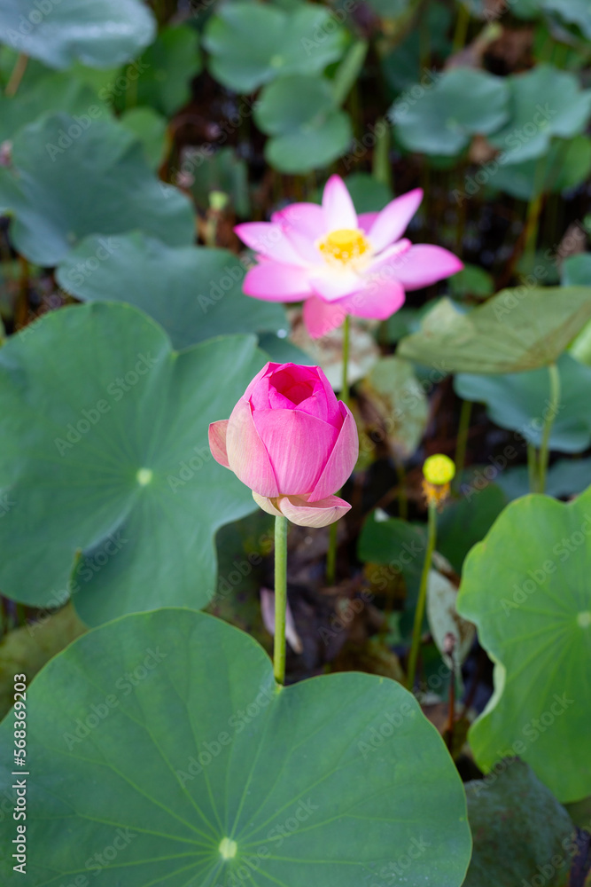 Beautiful blooming pink lotus flower with green leaves