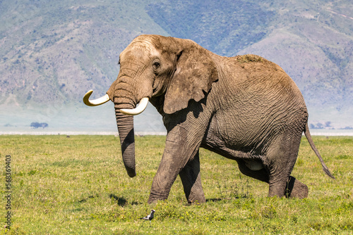 Elefant im Ngorongoro-Krater 
