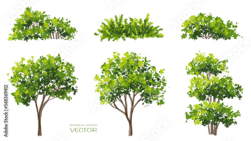 Vector watercolor of tree side view isolated on white background for landscape and architecture drawing, elements for environment and garden, painting botanical for section and elevation