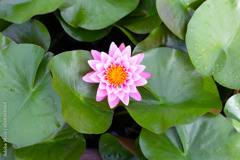 Beautiful blooming Nymphaea lotus flower with leaves, Water lily pot Beautiful blooming Nymphaea lotus flower with leaves, Water lily pot