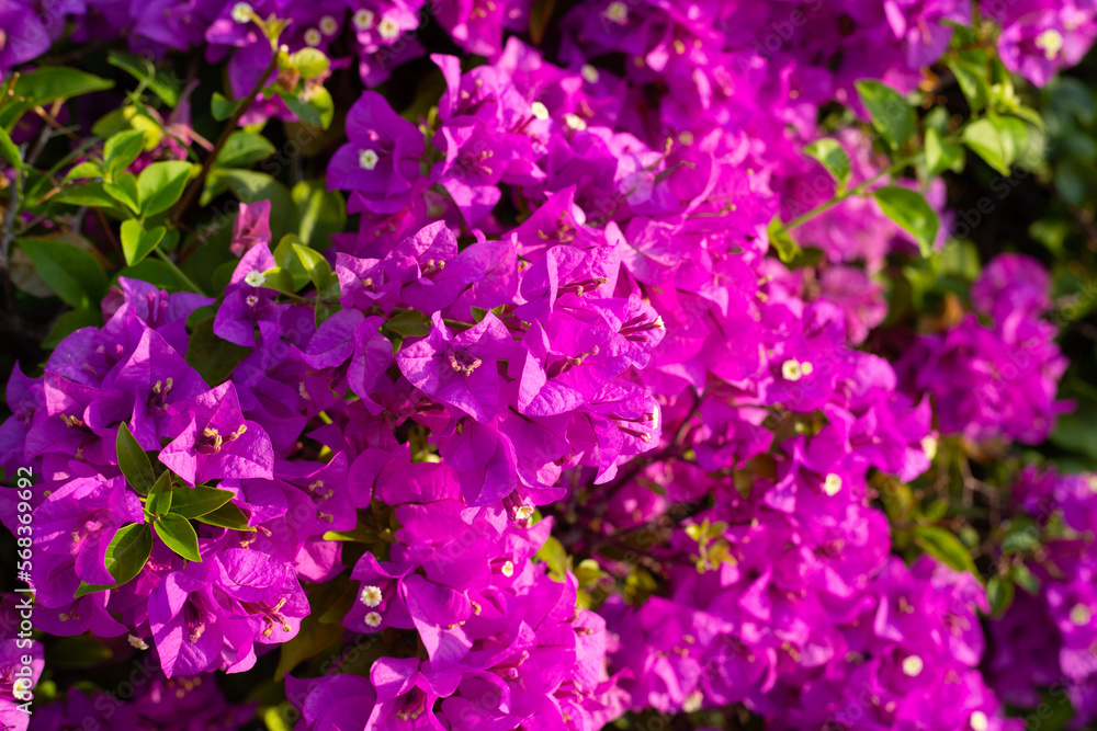 Beautiful bougainvillea flowers with green leaves Beautiful bougainvillea flowers with green leaves