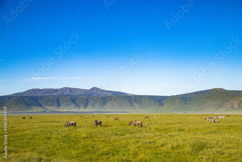 Gnus im Ngorongoro-Krater