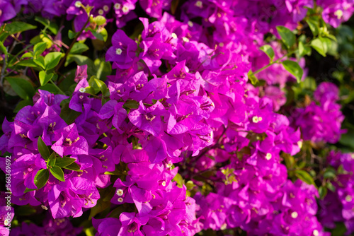 Beautiful bougainvillea flowers with green leaves