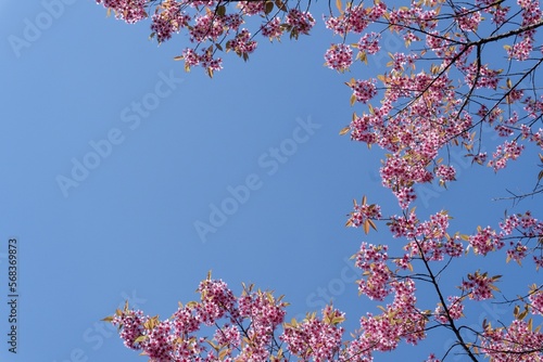 pink sakura blossom,beautiful pink flowers or king tiger tree. 