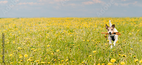 Spring season panoramic background with dog holding in mouth its leash running through blossoming field of yellow dandelion flowers