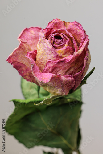Dry red rose bud with sepals on a white background. close-up top view.