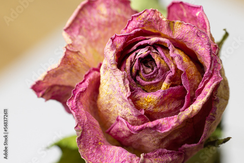 Dry red rose bud with sepals on a white background. close-up top view.