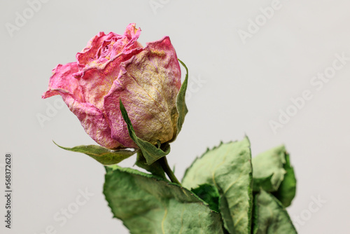 Dry red rose bud with sepals on a white background. close-up top view.