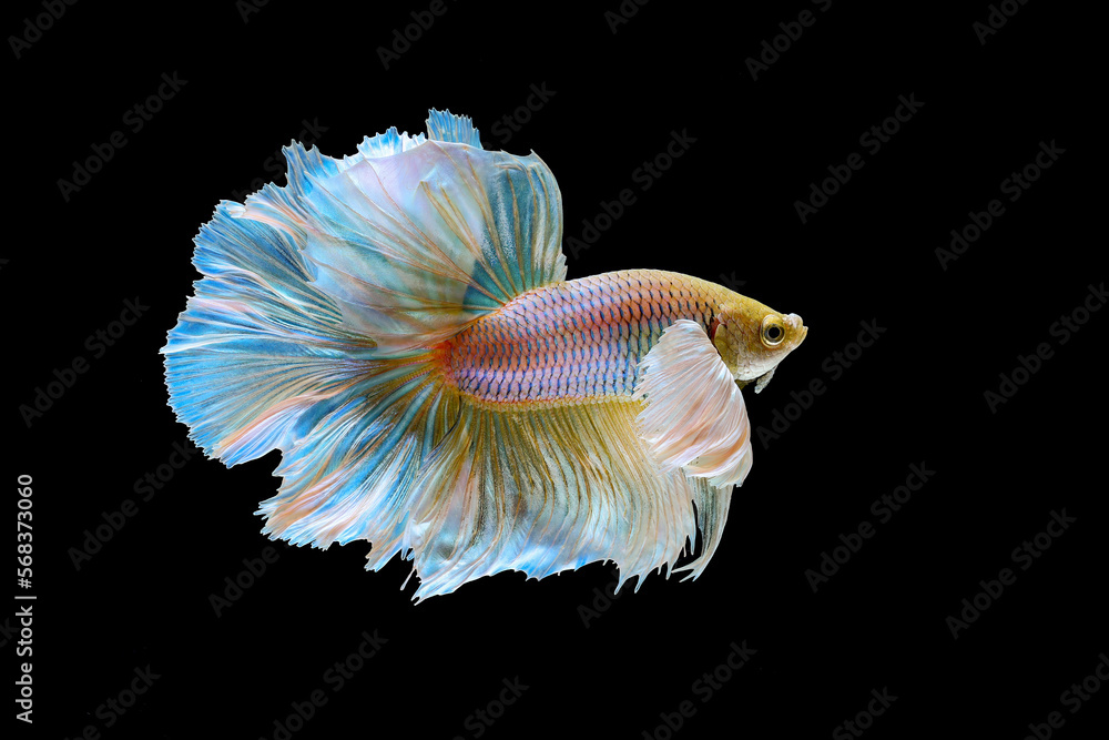bettafish on black background bettafish on black background