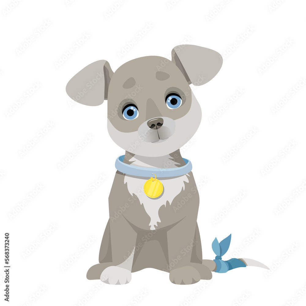 Little gray puppy with a bandaged tail